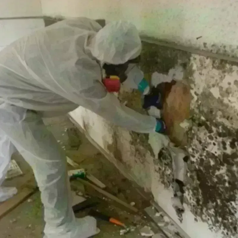 Mold Remediation and Removal in Mechanicsburg, OH